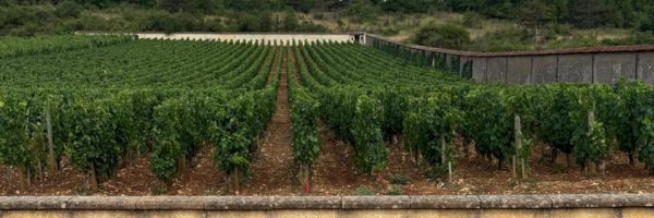 Quiet morning in the vineyard in Beaune, Burgundy. 